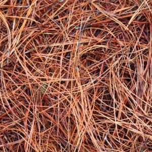 Long Needle Pine Straw Photo