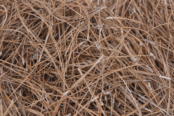Slash Pine Straw