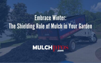 Embrace Winter: The Shielding Role of Mulch in Your Garden