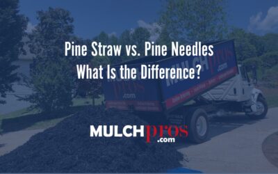 What makes pine straw different from pine needles?