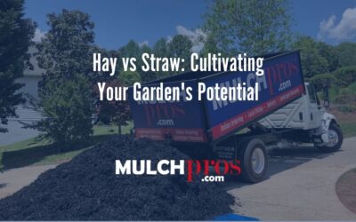 Hay vs Straw: Cultivating Your Garden’s Potential