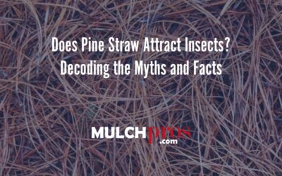 Does Pine Straw Attract Insects? Decoding the Myths and Facts