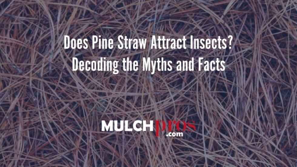 Does Pine Straw Attract Bugs What You Need to Know