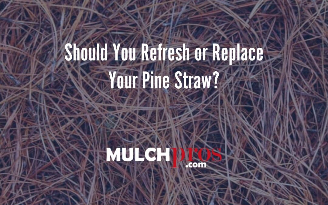 Should You Refresh or Replace Your Pine Straw?