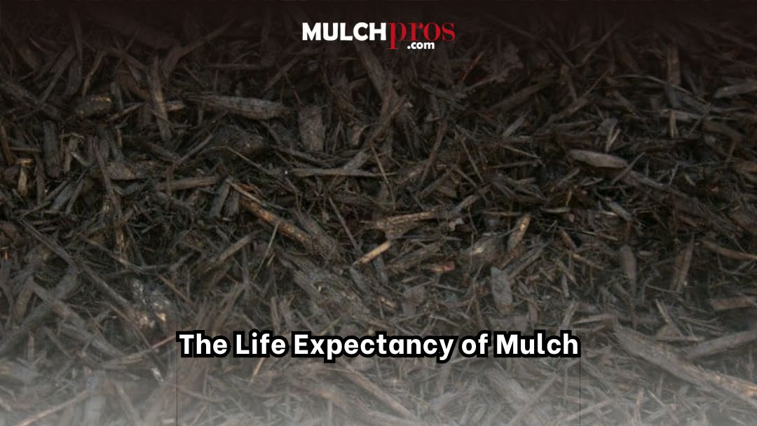 The Life Expectancy Of Mulch