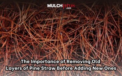 The Importance of Removing Old Layers of Pine Straw Before Adding New Ones