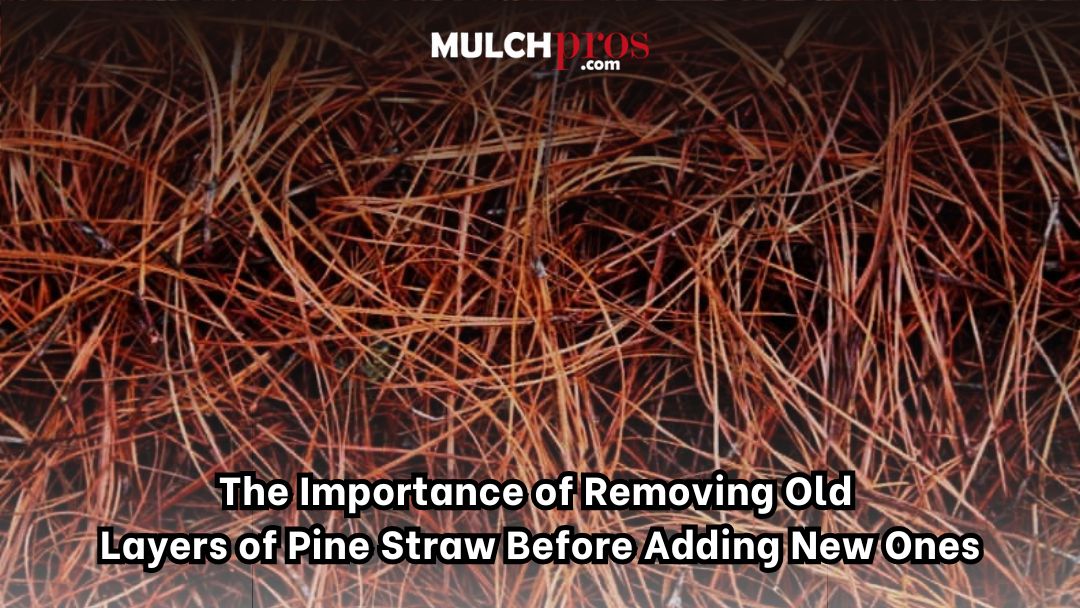 The Importance Of Removing Old Layers Of Pine Straw Before Adding New Ones