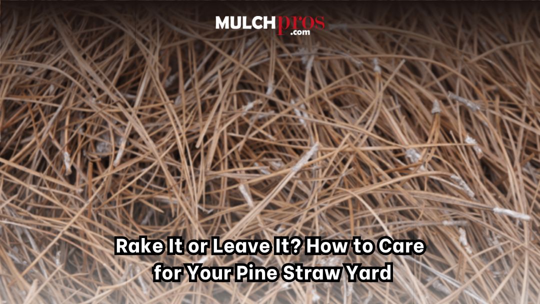 Rake It Or Leave It? How To Care For Your Pine Straw Yard