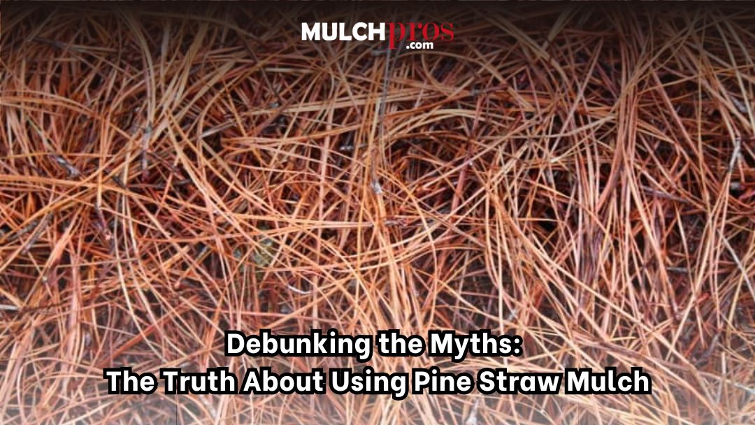 Debunking The Myths: The Truth About Using Pine Straw Mulch