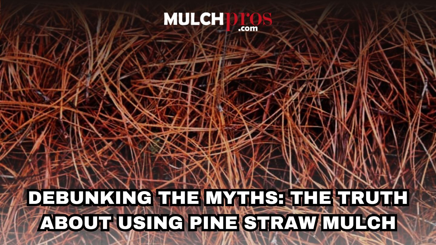 Debunking the Myths: The Truth About Using Pine Straw Mulch