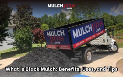 What Is Black Mulch: Benefits, Uses, and Tips