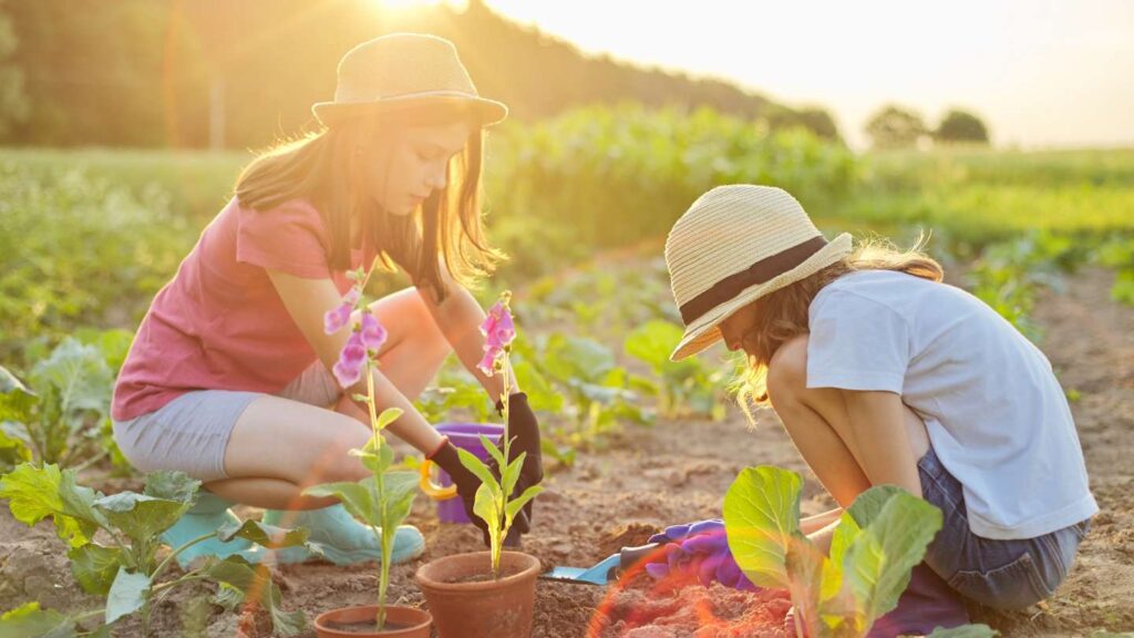 Steps to Properly Apply Mulch in Your Garden