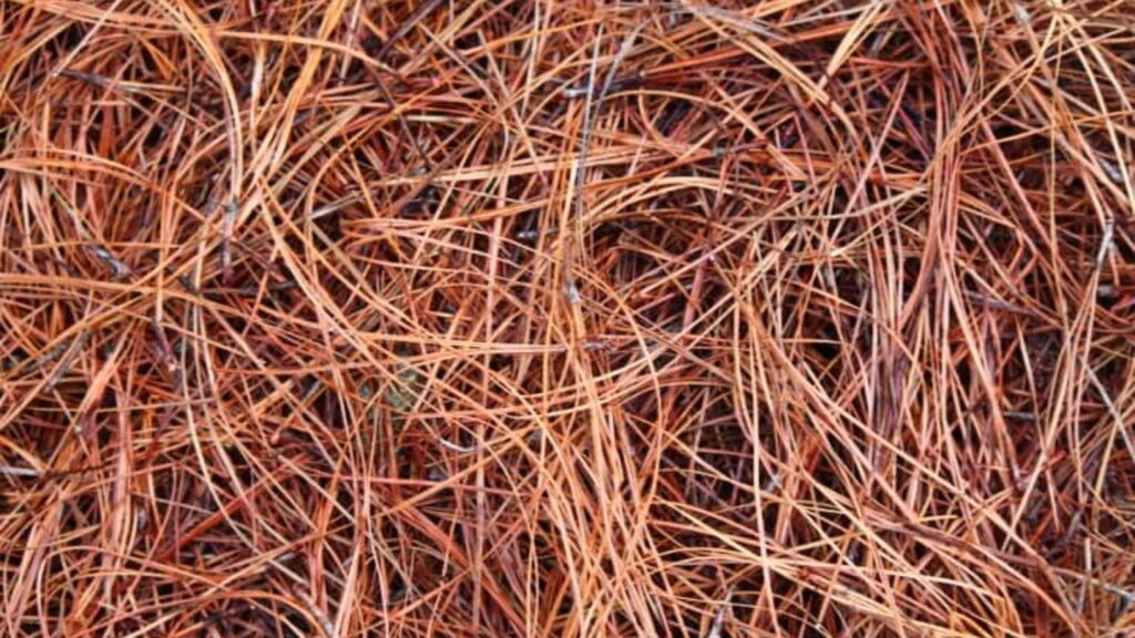 Common Questions About Pine Needle Mulch