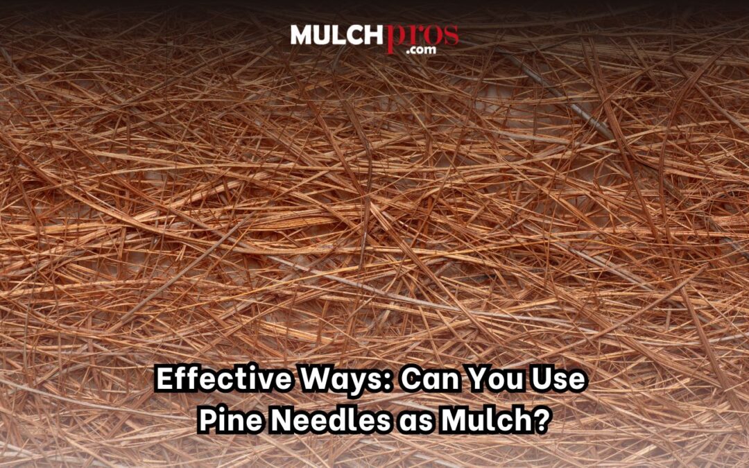 Effective Ways: Can You Use Pine Needles as Mulch?