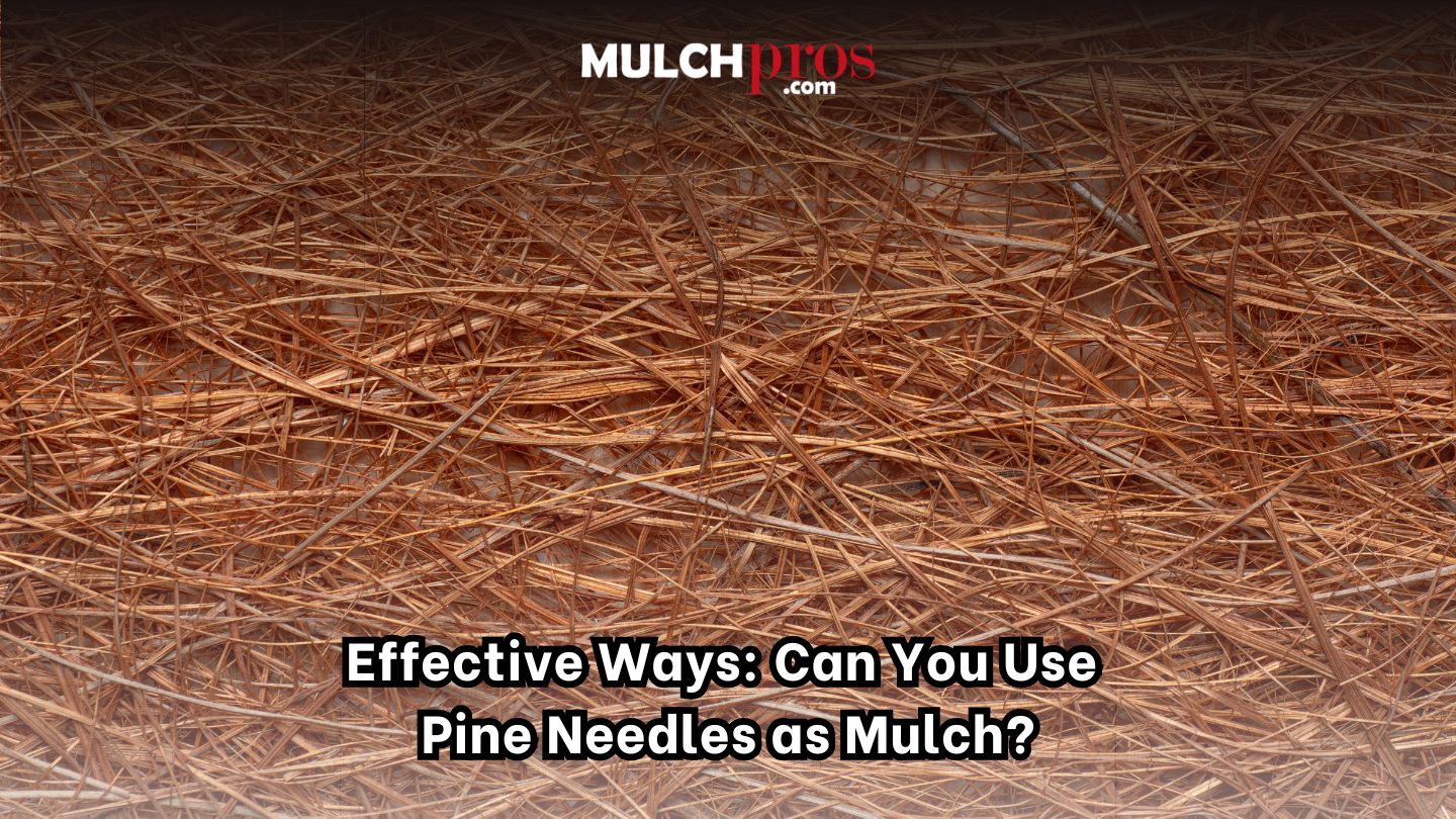 Effective Ways: Can You Use Pine Needles as Mulch?