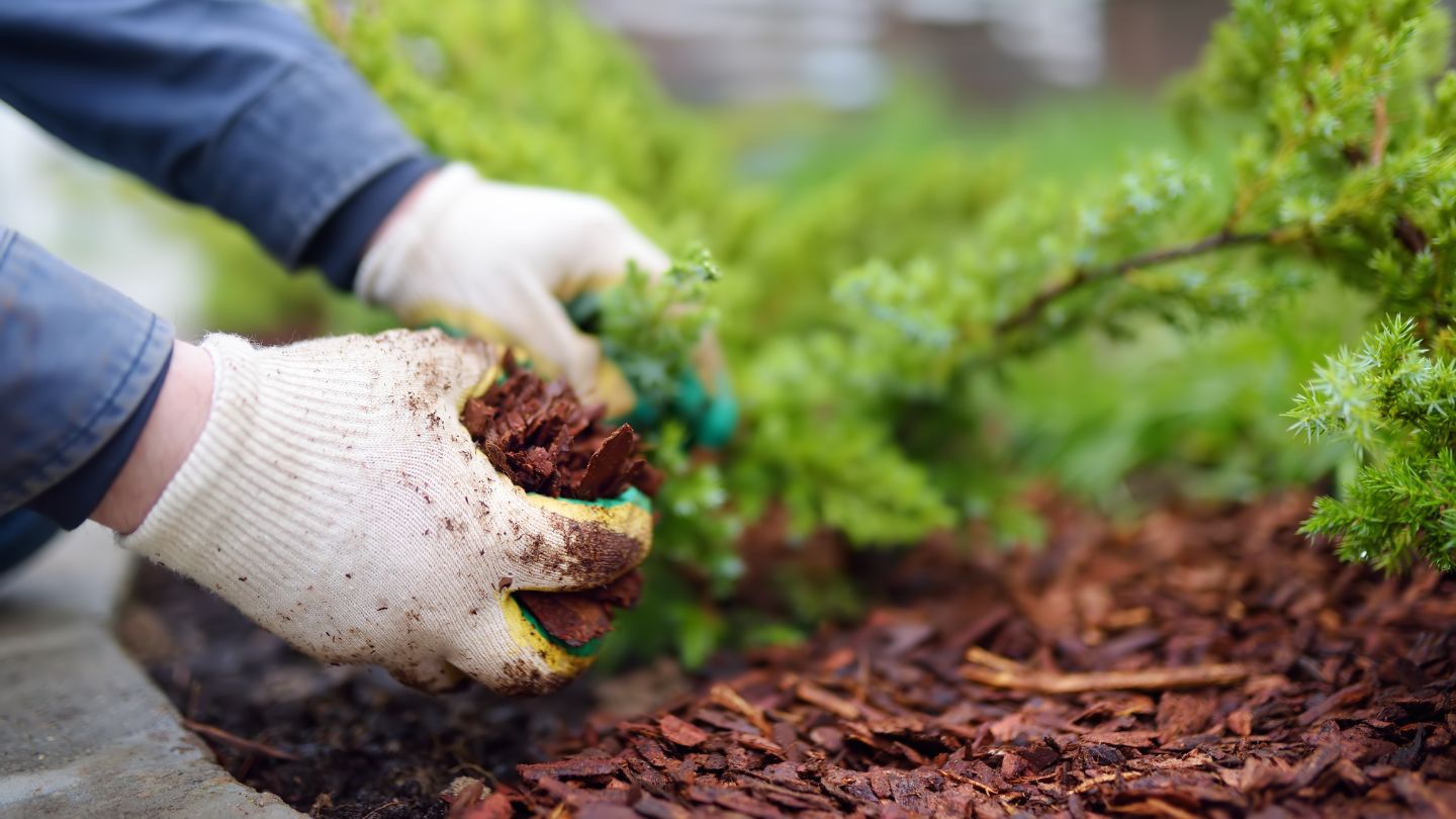 Melaleuca Mulch: An Exotic Solution