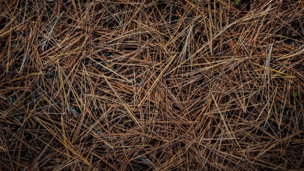 Pine Needles vs. Other Mulch Types