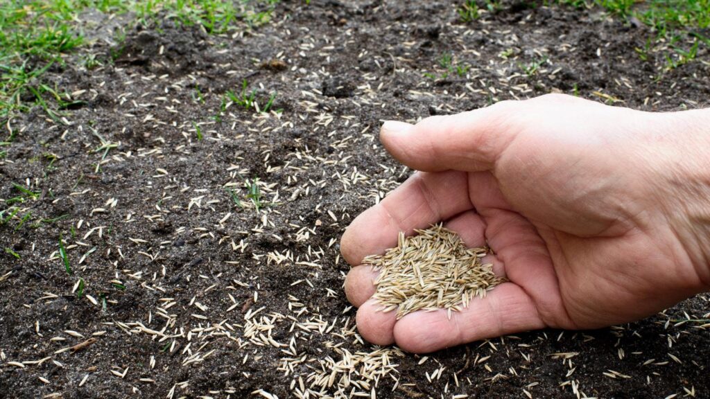 Should You Mix Grass Seed with Topsoil?