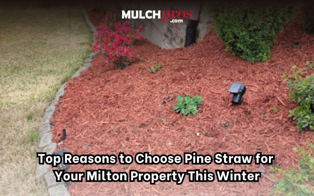 Top Reasons to Choose Pine Straw for Your Milton Property This Winter