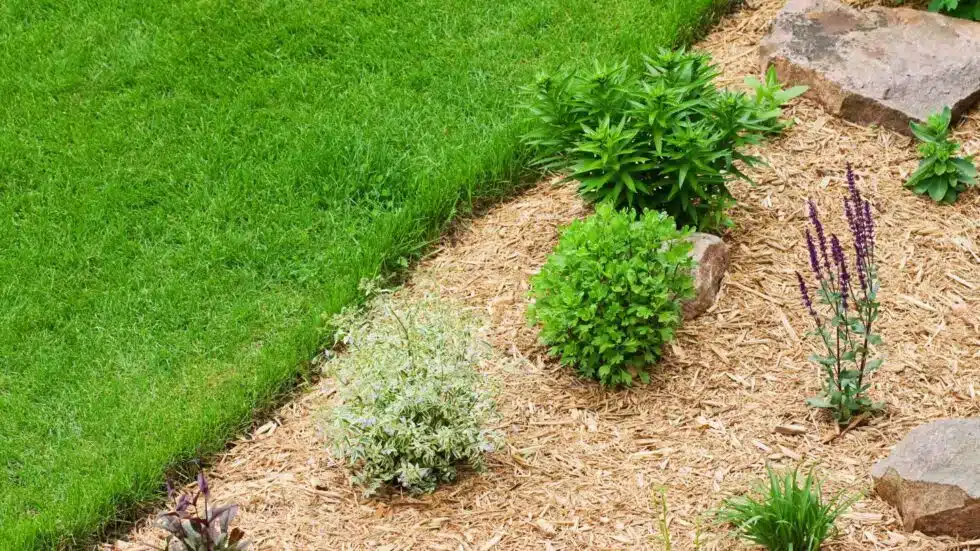 Garden Bed with Mulch and Plants