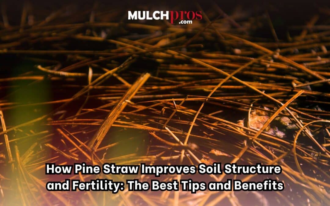 How Pine Straw Improves Soil Structure and Fertility: The Best Tips and Benefits