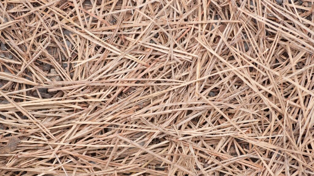 Pine Straw as a Source of Organic Matter