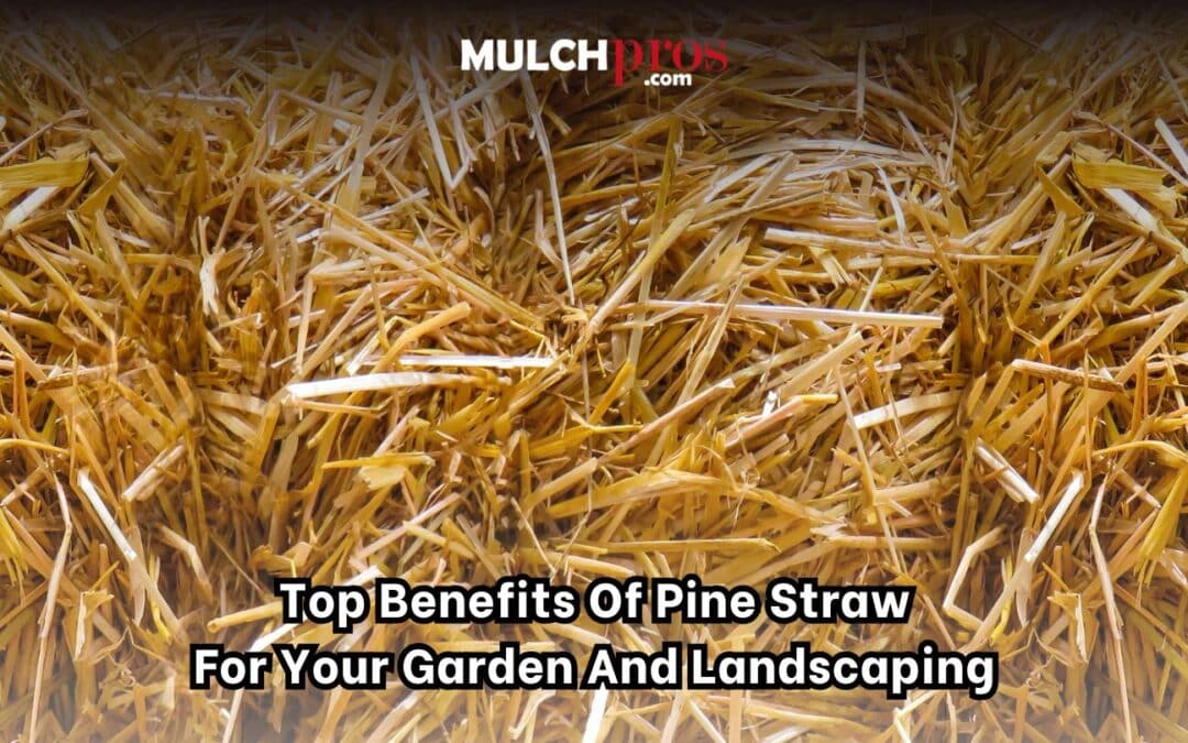 Top Benefits of Pine Straw for Your Garden and Landscaping