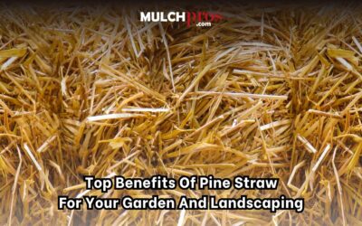 Top Benefits of Pine Straw for Your Garden and Landscaping