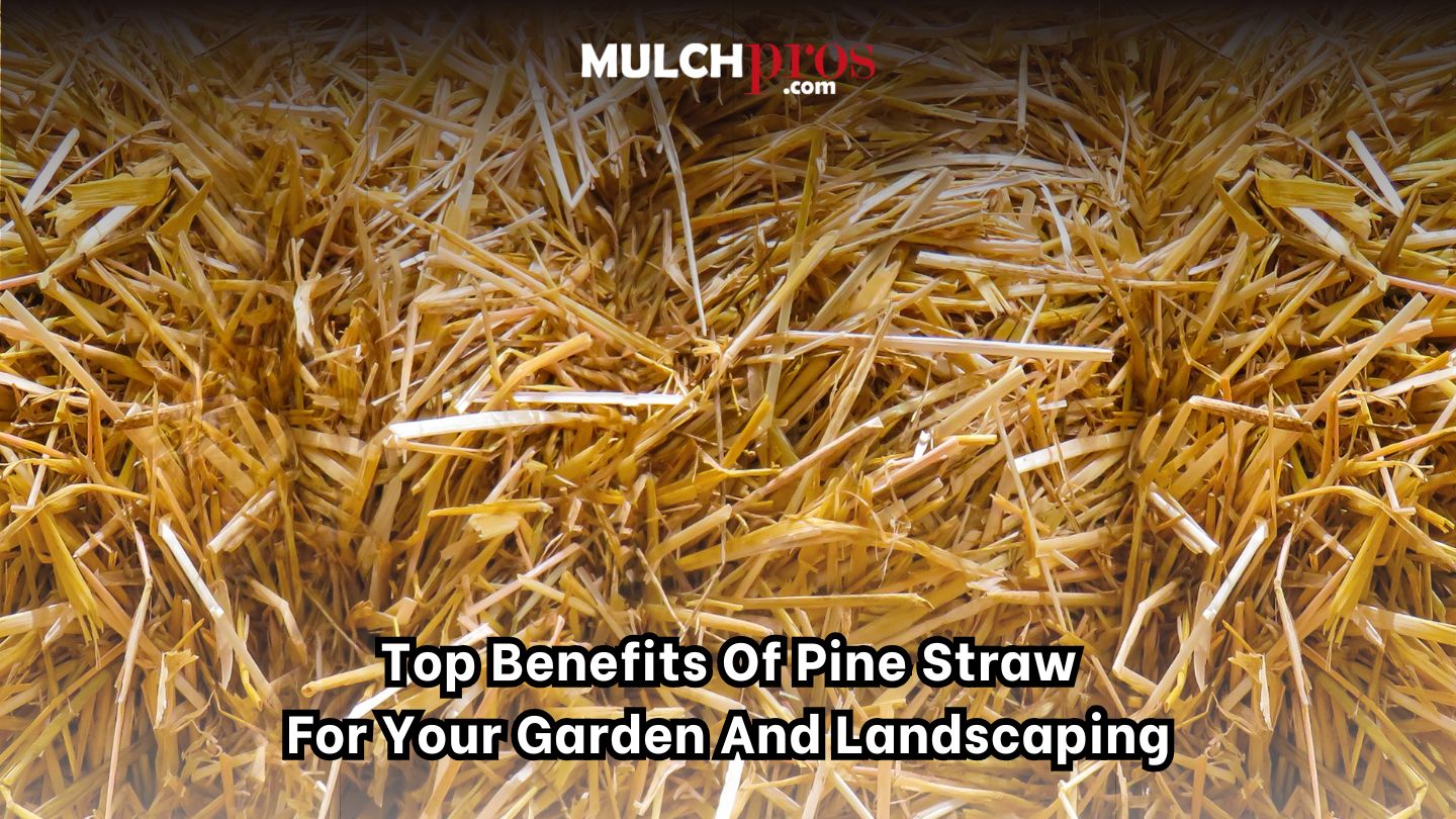 Top Benefits of Pine Straw for Your Garden and Landscaping
