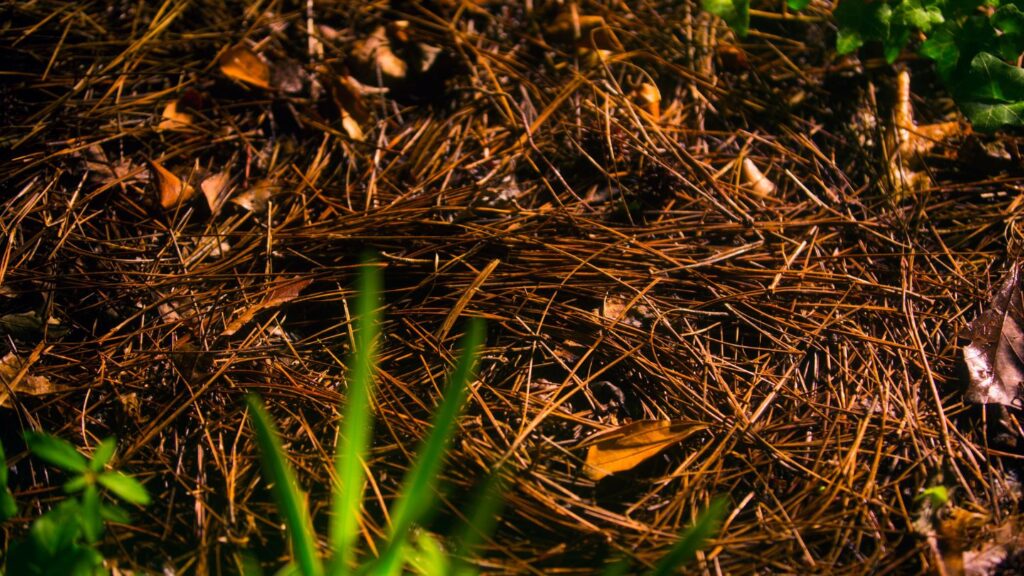 Weed Suppression with Pine Straw