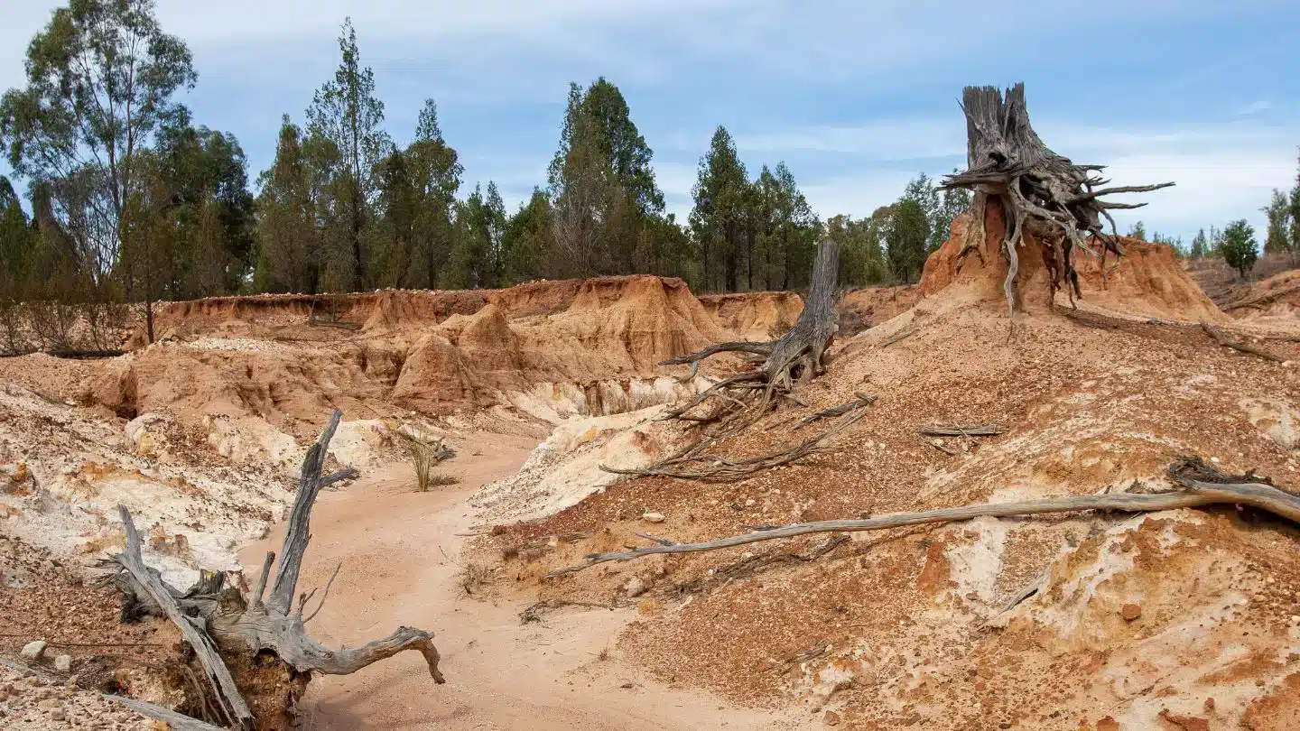 Dry, Cracked Land With Dead Trees