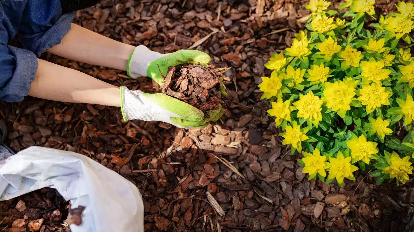 Person Adding Mulch Around Flowers