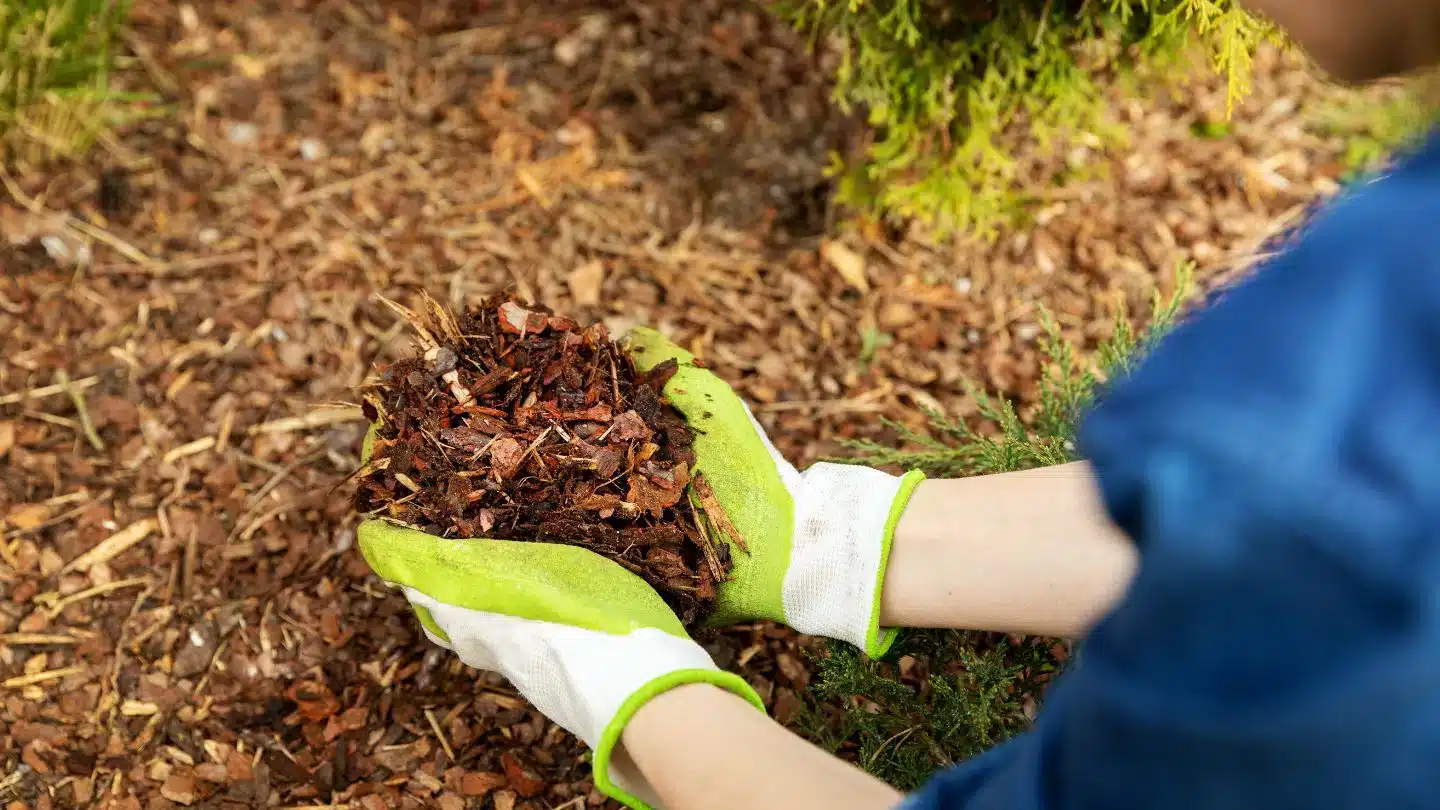 Person Spreading Mulch Around Plants