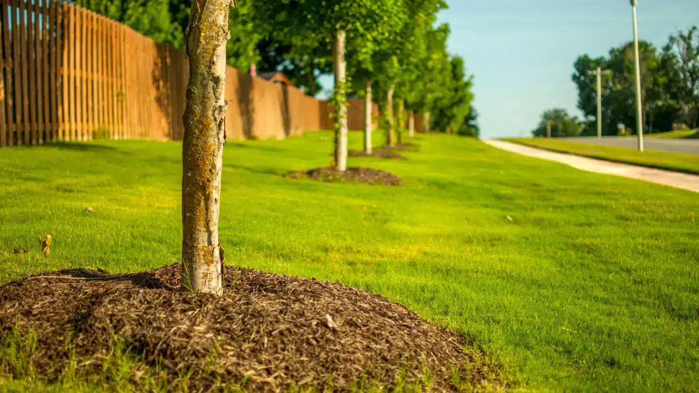 Trees Planted Along a Green Lawn