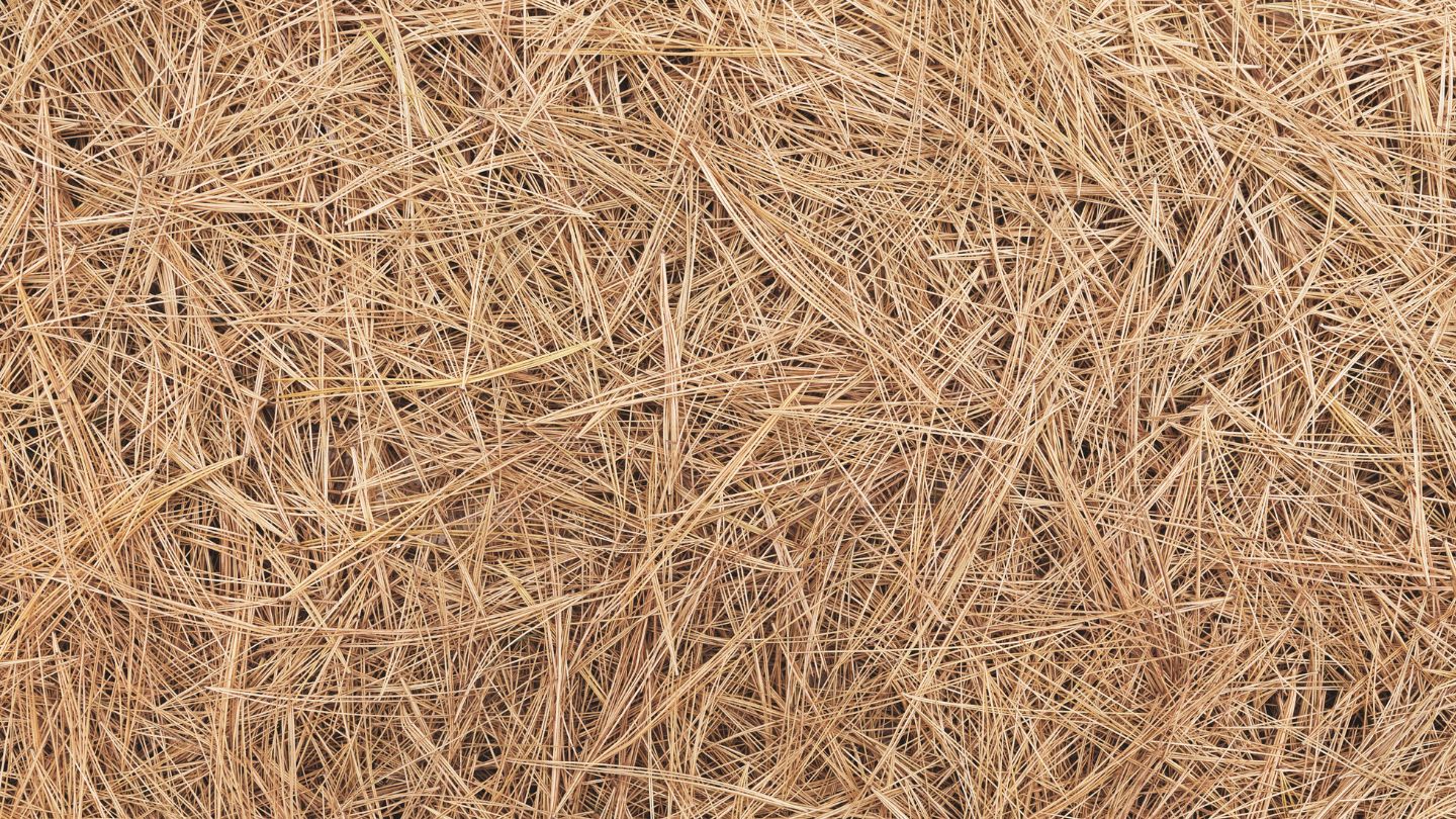 Best Time of Year to Put Down Pine Straw