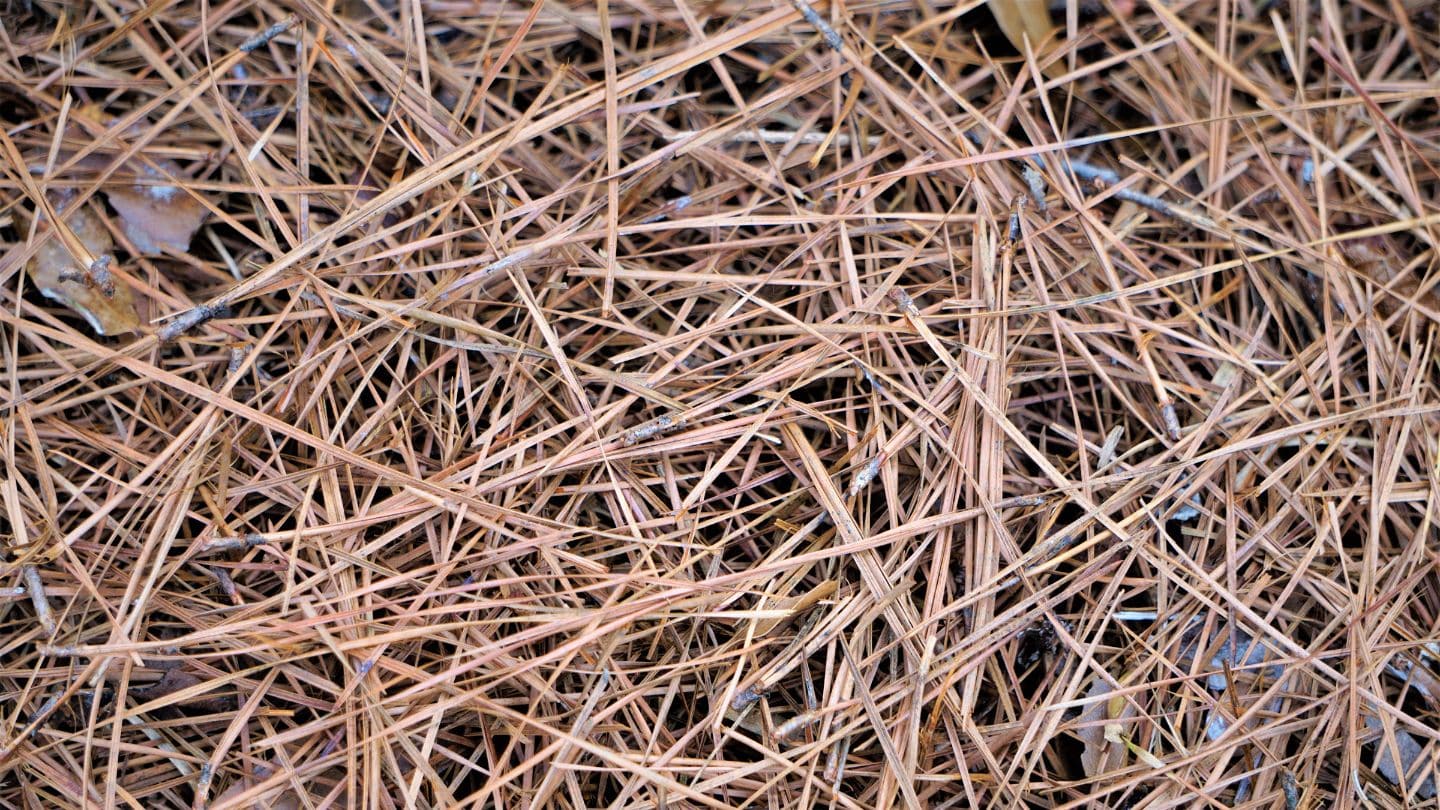 choosing the right pine straw for your project