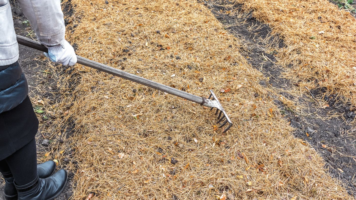 Best Times to Rake Pine Straw