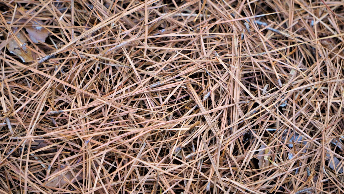 Pine Straw and the Bigger Picture