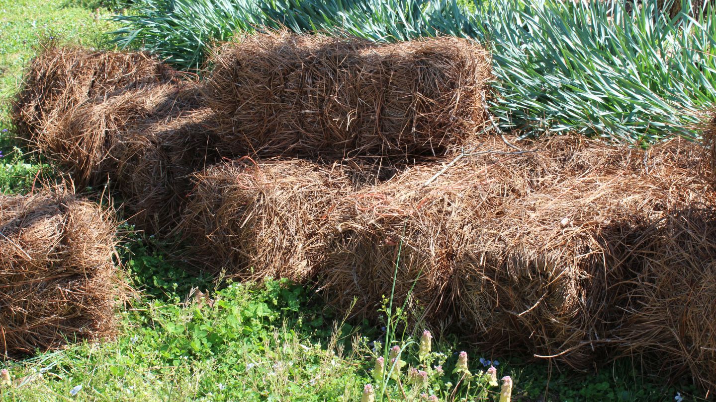 Comparing Pine Straw to Other Mulches for Weed Control