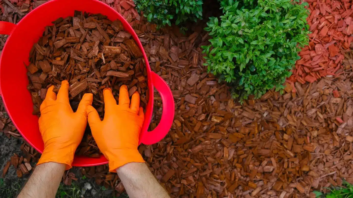 Adding Fresh Mulch To Garden Beds For Better Landscape Care