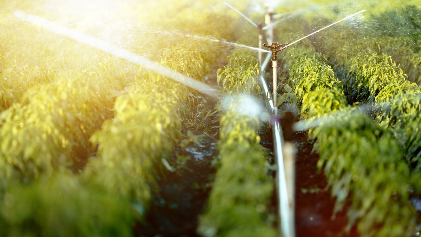 Irrigation Sprinkler Watering Green Crops In Farm Field