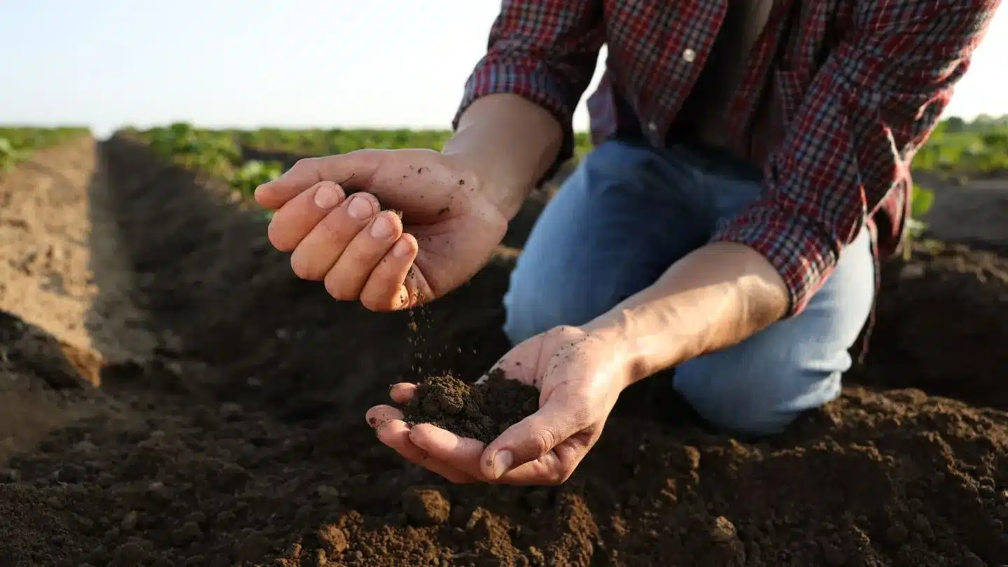 Farmer Holding Soil In Hands Over Crop Field
