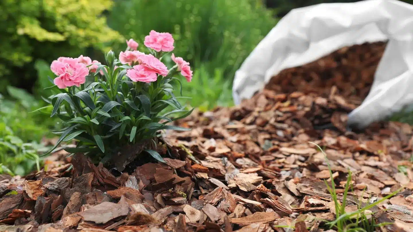 Fresh Hardwood Mulch Supporting Healthy Flower Bed Growth