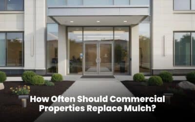 How Often Should Commercial Properties Replace Mulch?