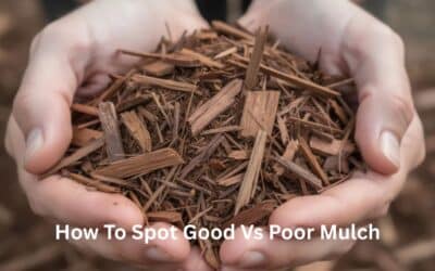How to Spot Good vs Poor Mulch