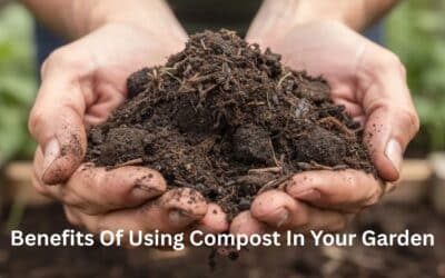 Benefits of Using Compost in Your Garden