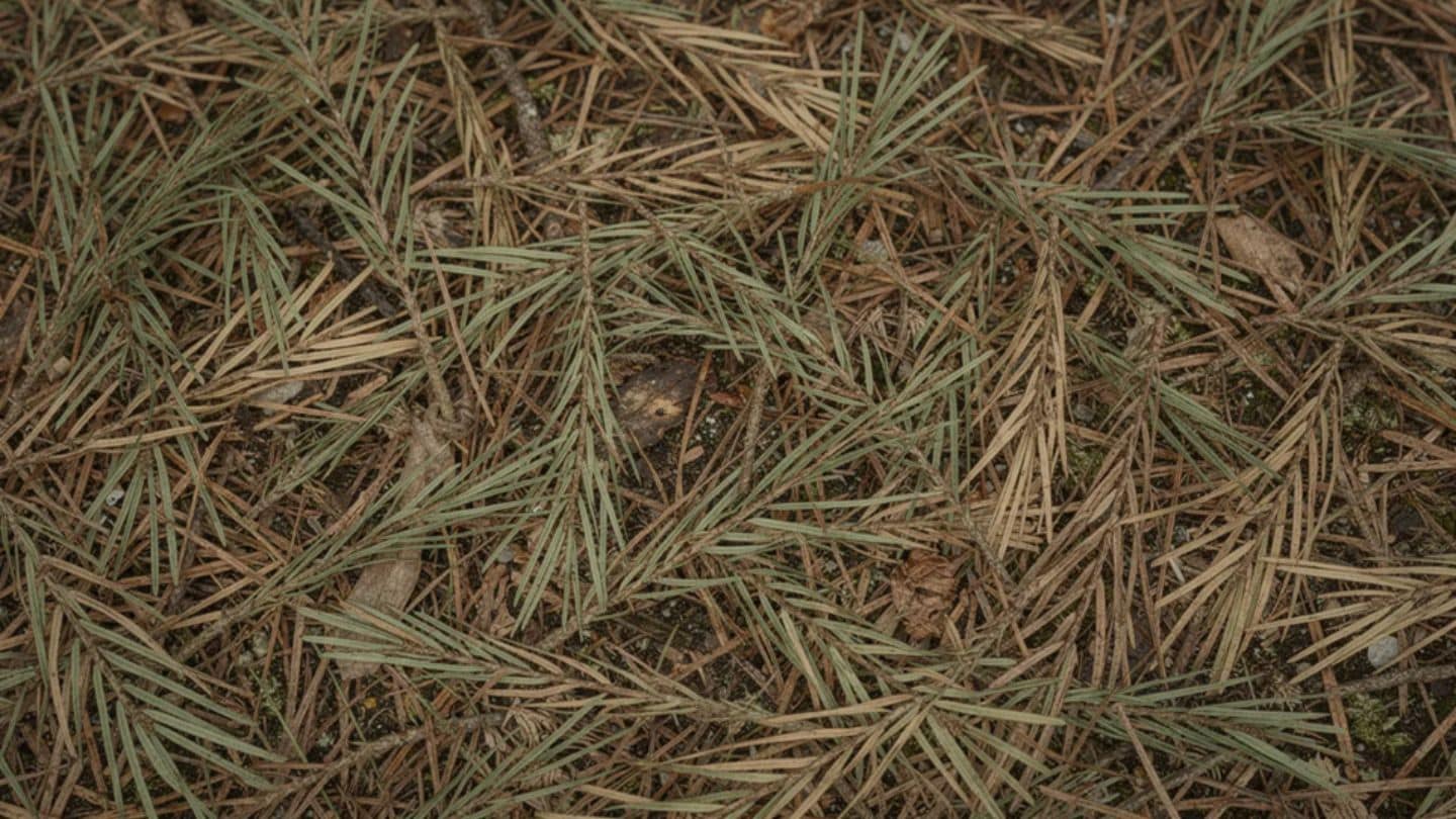 Functional Benefits: Erosion, Weed Control, and Soil Health