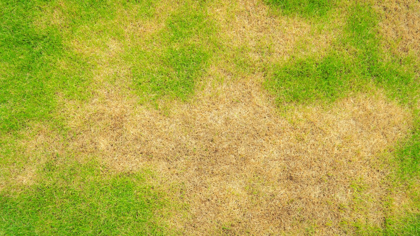 Common Causes of Lawn Patchiness in Georgia