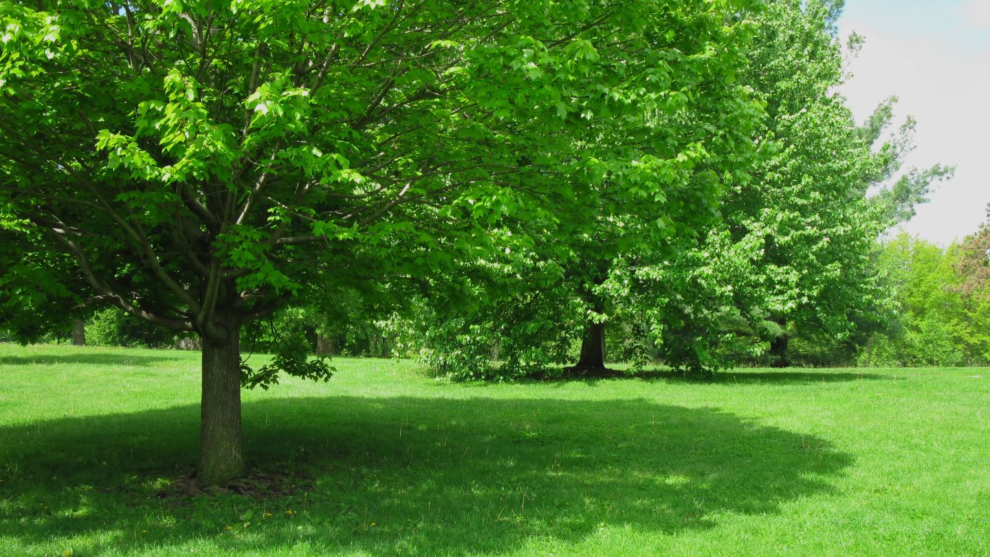 What Makes Shade So Challenging for Mulch Performance