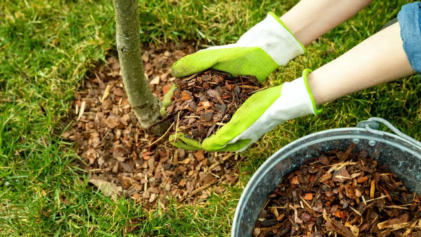 Applying Mulch Around Trees For Seasonal Landscape Care